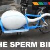 bicikl spermatozoid 804