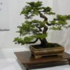 solarni bonsai 416