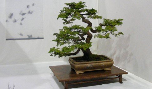 solarni bonsai 416