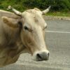 cow on a road