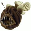 Humpback anglerfish
