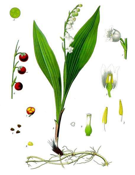 Convallaria majalis Köhler–s Medizinal Pflanzen 045