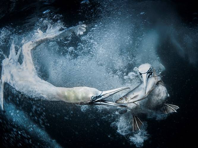 Trejsi Lund Velika Britanija fotografija Podvodni ganet
